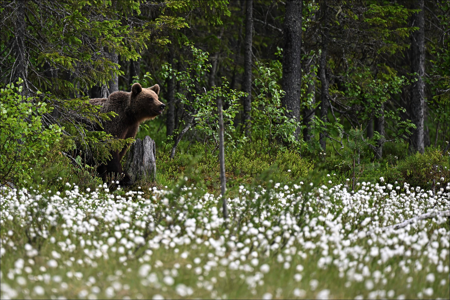 European Brown Bear (Europese Bruine Beer) - Ruhtinansalmi (Finland) - 23/06/23