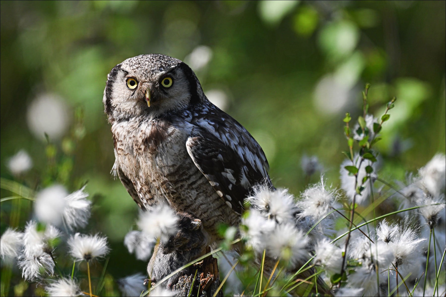 Northern Hawk-Owl (Sperweruil) - Kuhmo (Finland) - 27/06/23