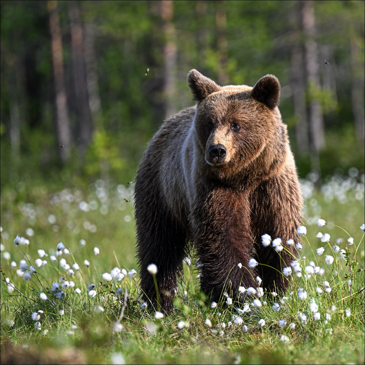 European Brown Bear (Europese Bruine Beer) - Ruhtinansalmi (Finland) - 23/06/23