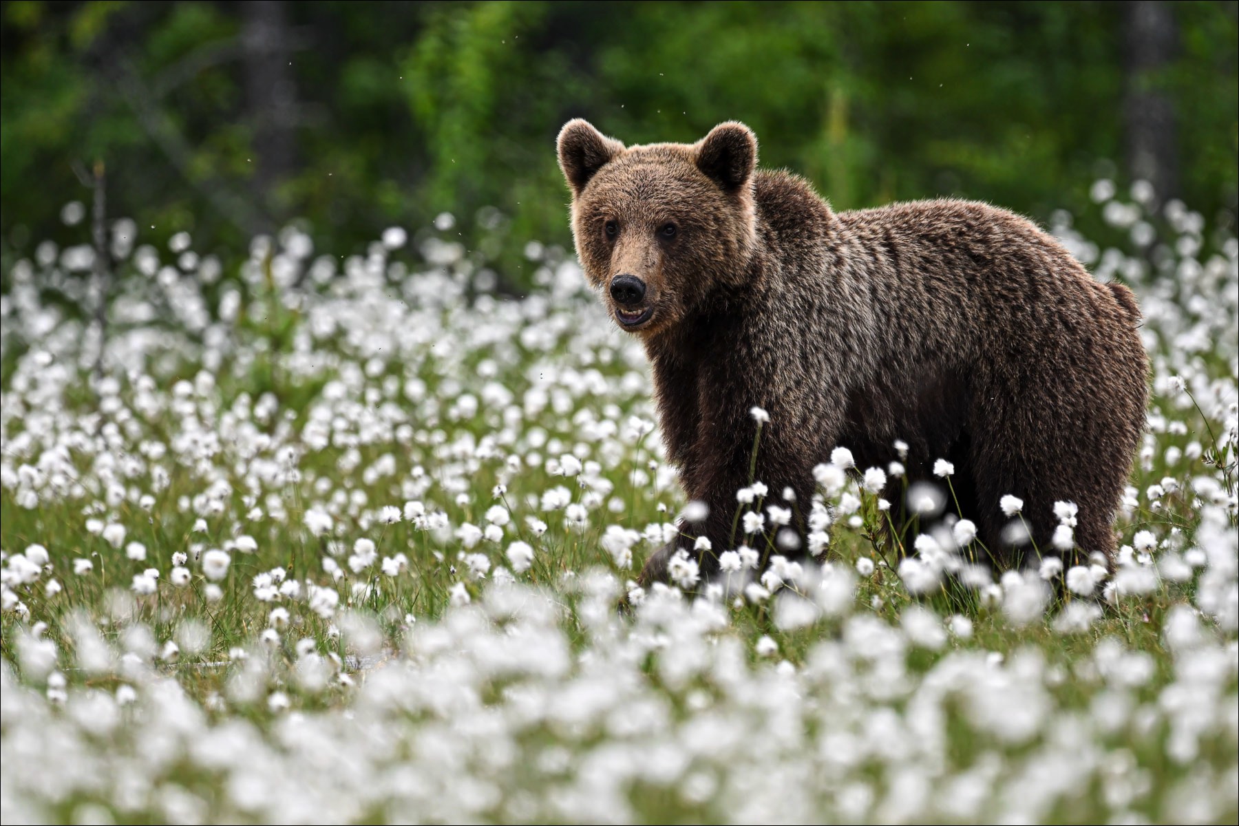 European Brown Bear (Europese Bruine Beer) - Ruhtinansalmi (Finland) - 23/06/23