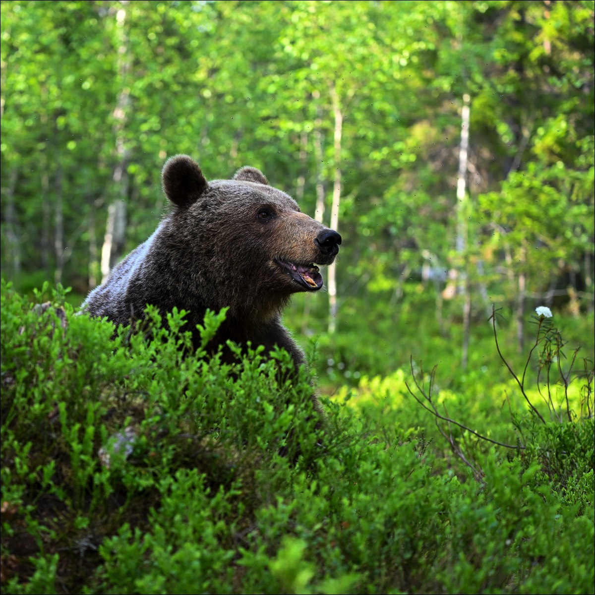 European Brown Bear (Europese Bruine Beer) - Ruhtinansalmi (Finland) - 24/06/23