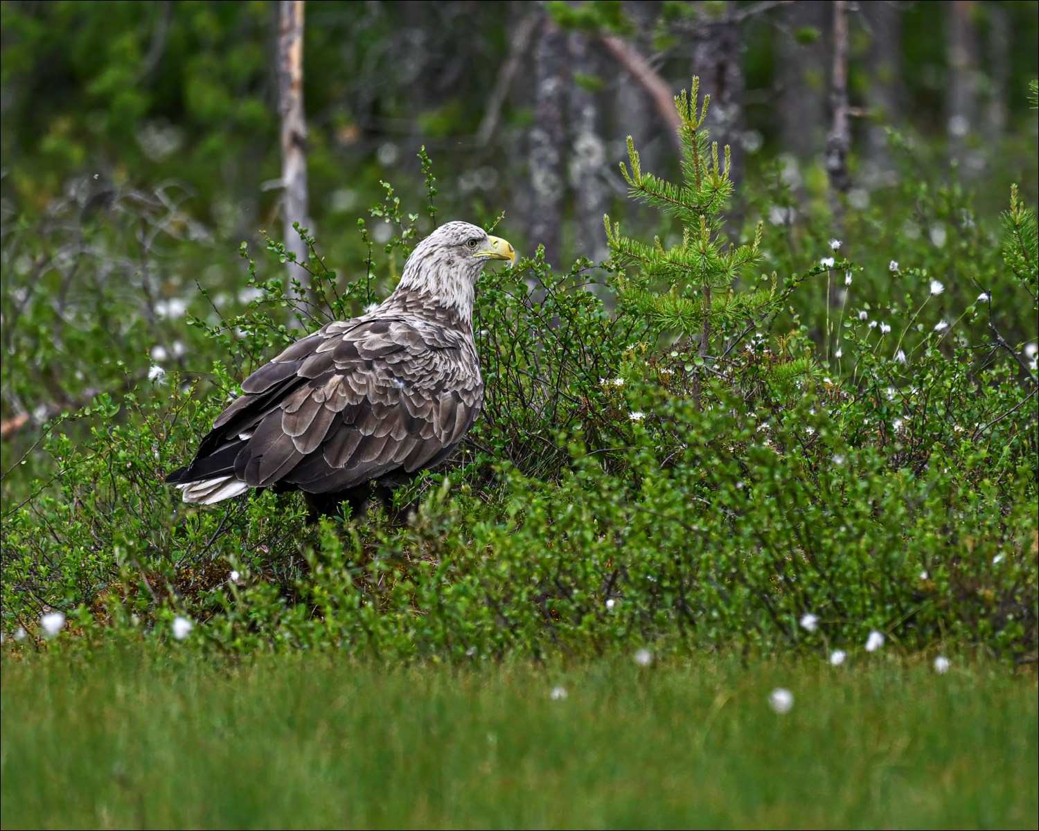 White-tailed Eagle (Zeearend) - Kuhmo (Finland) - 27/06/23