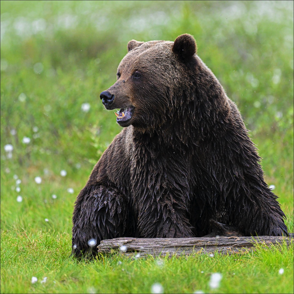 European Brown Bear (Europese Bruine Beer) - Kuhmo (Finland) - 26/06/23