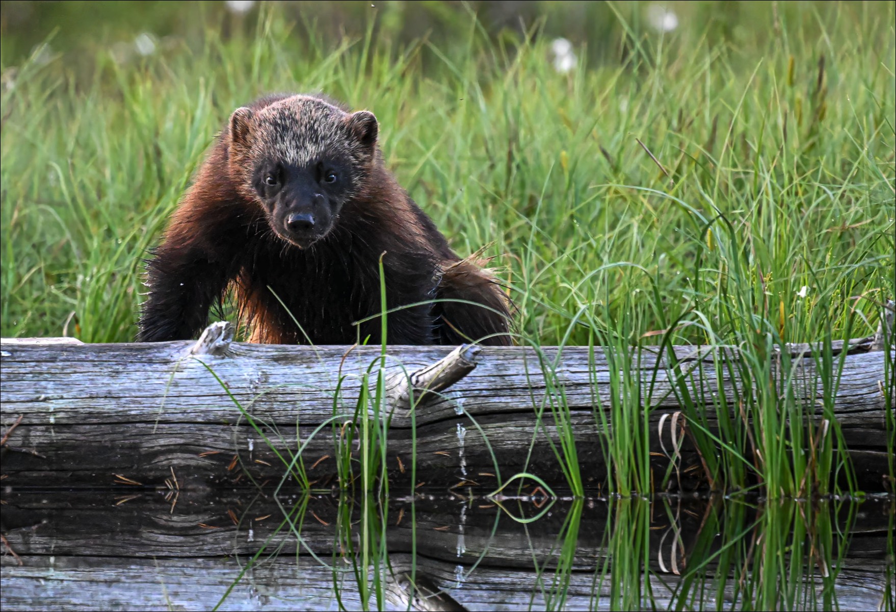 Wolverine (Veelvraat) - Kuhmo (Finland) - 25/06/23