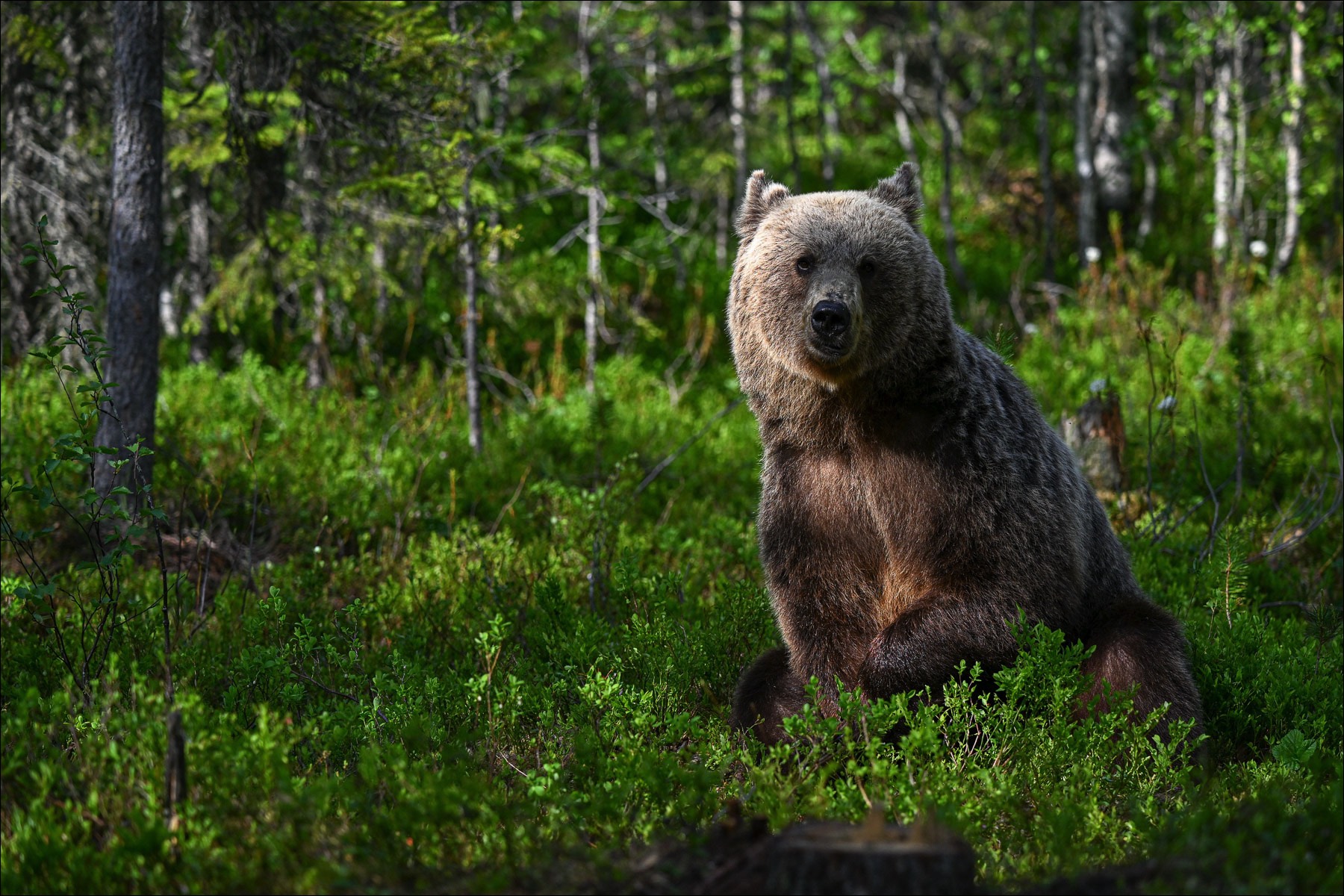 European Brown Bear (Europese Bruine Beer) - Ruhtinansalmi (Finland) - 24/06/23