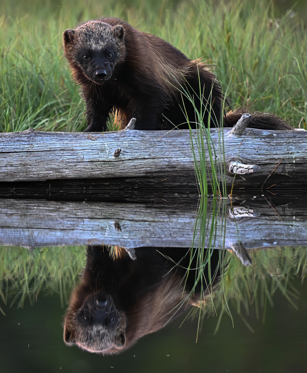 Wolverine (Veelvraat) - Kuhmo (Finland) - 25/06/23