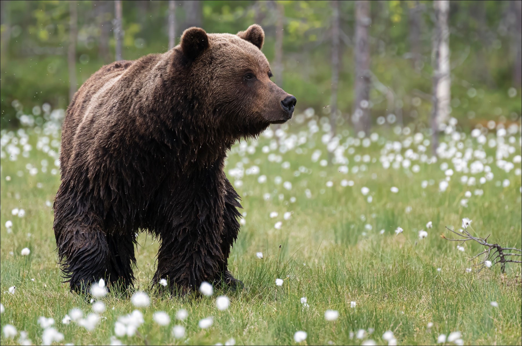 European Brown Bear (Europese Bruine Beer) - Ruhtinansalmi (Finland) - 23/06/23