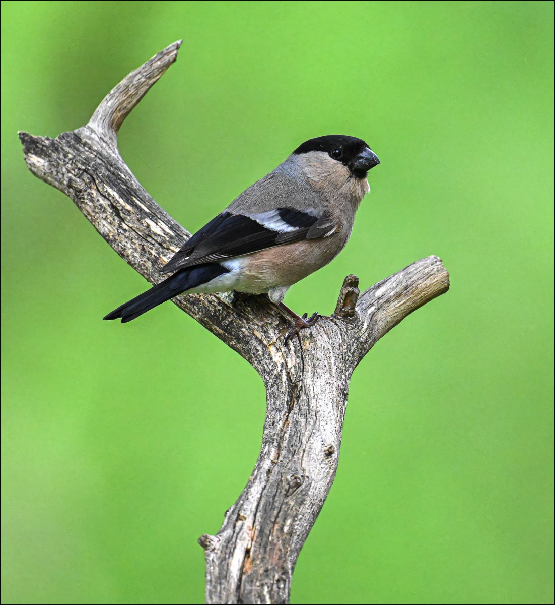 Eurasian Bullfinch (Goudvink) - Ruhtinansalmi (Finland) - 23/06/23