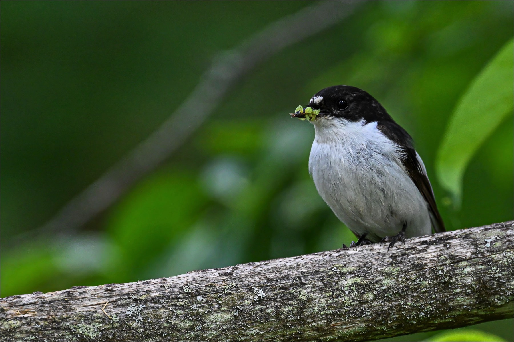 European Pied Flycatcher (Bonte Vliegenvanger) - Ruhtinansalmi (Finland) - 24/06/23