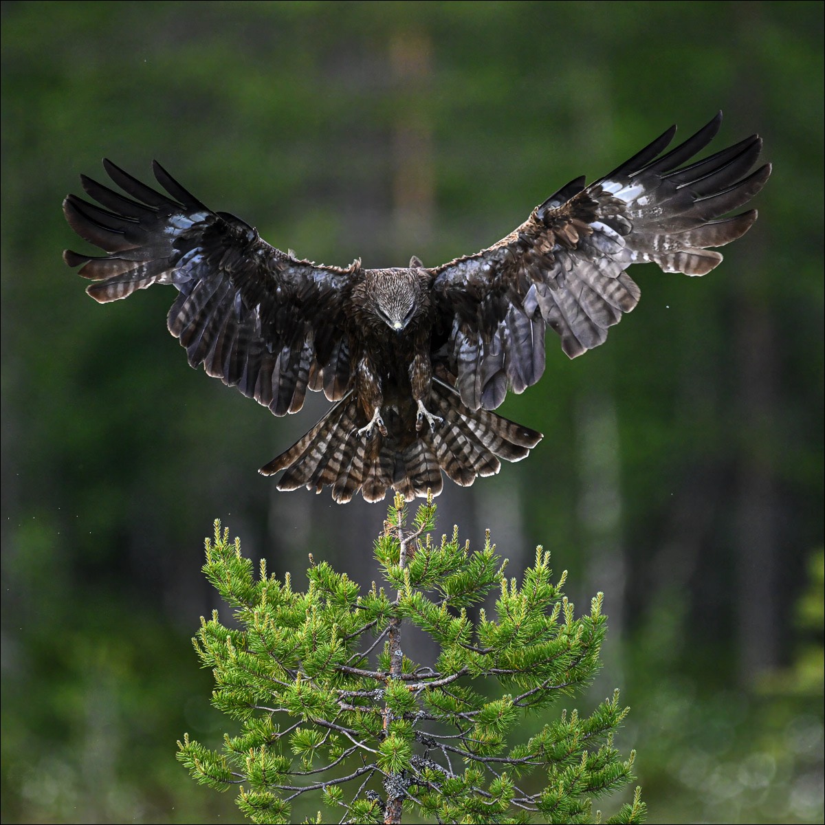 Black Kite (Zwarte Wouw) - Kuhmo (Finland) - 25/06/23