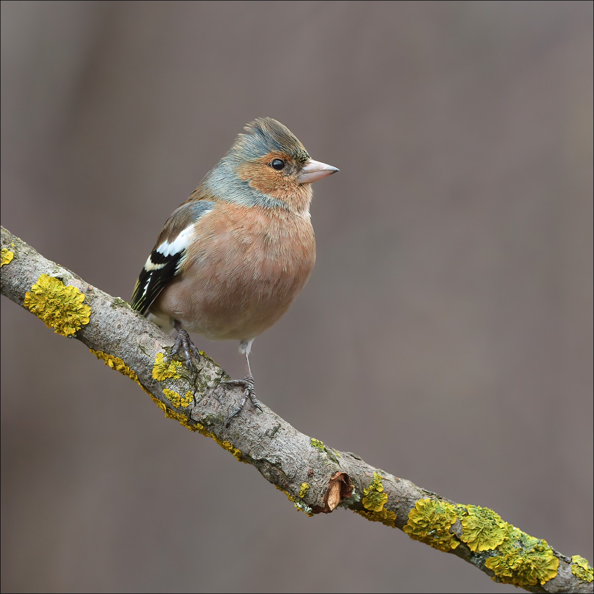 Chaffinch (vink)