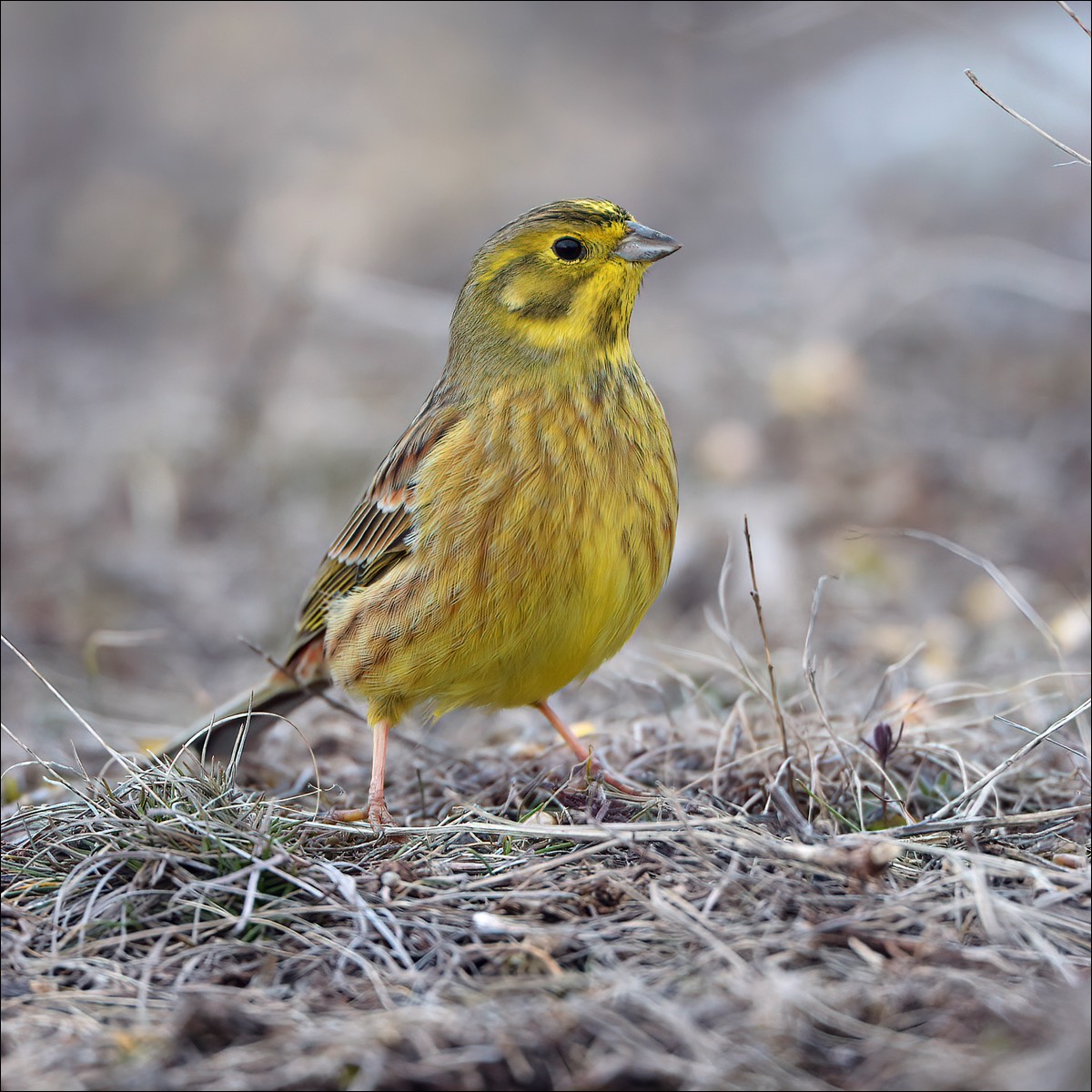 Yellowhammer (Geelgors)