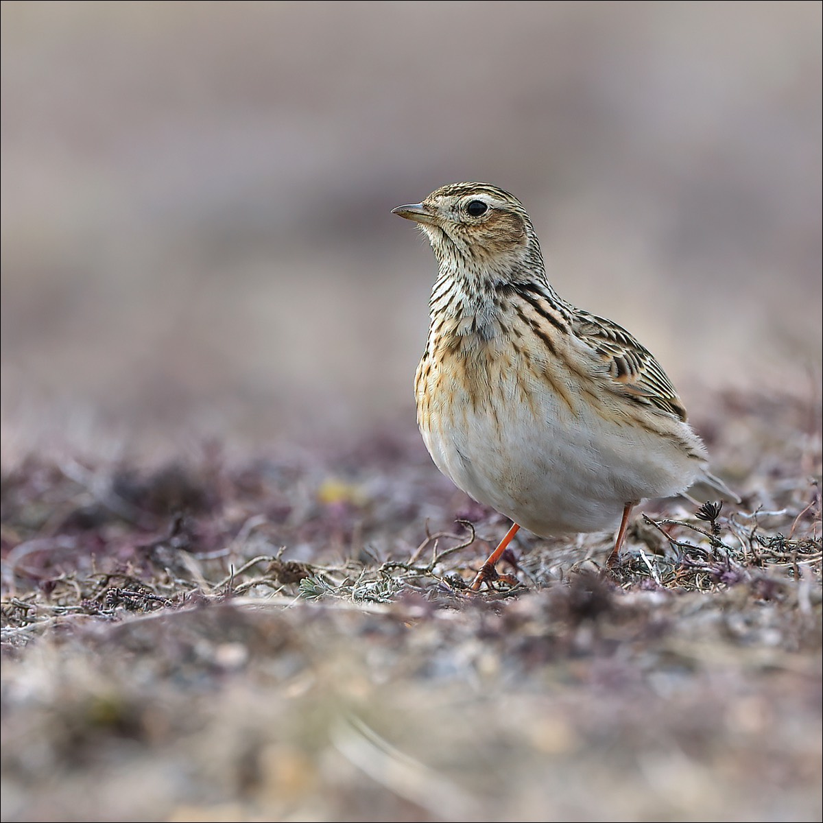 Eurasian Skylark (Veldleeuwerik)