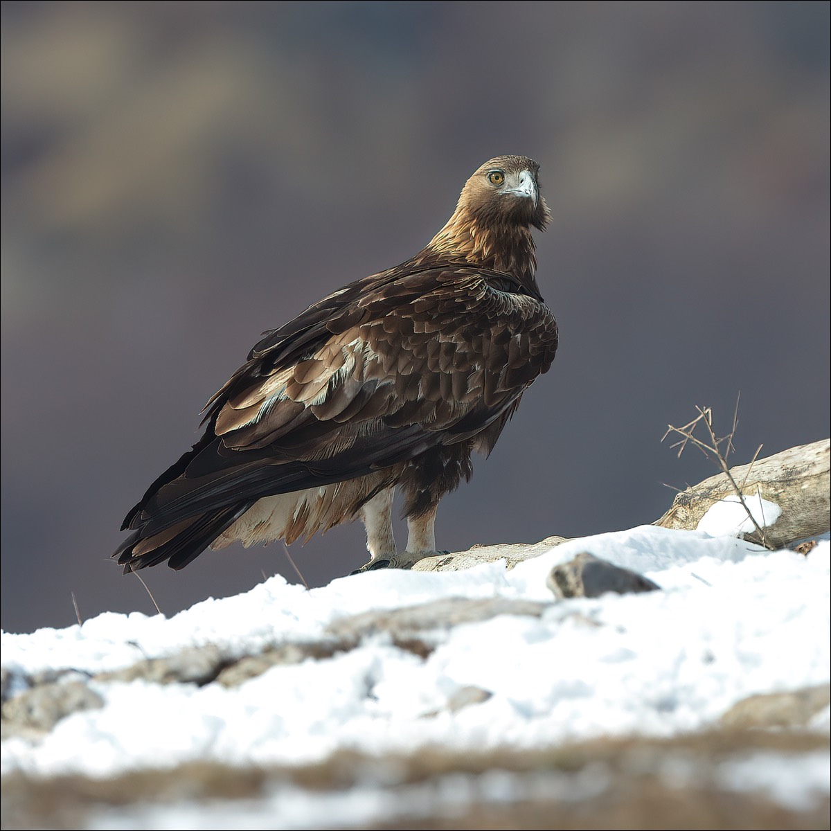 Golden Eagle (Steenarend)