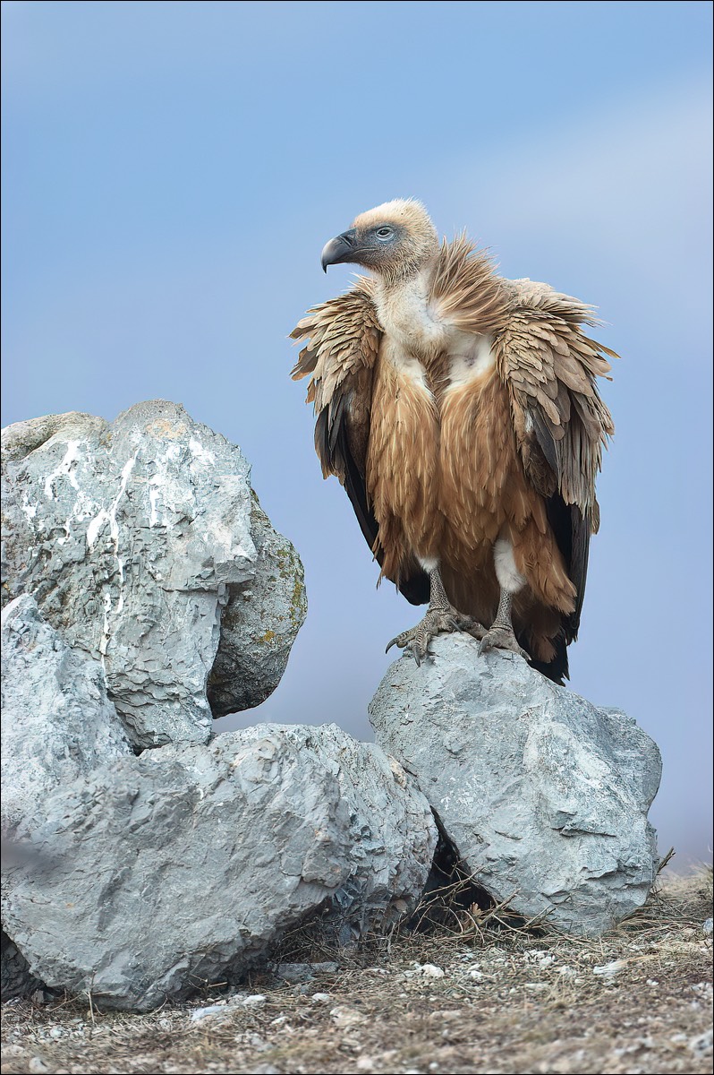 Grifon Vulture (Vale Gier)