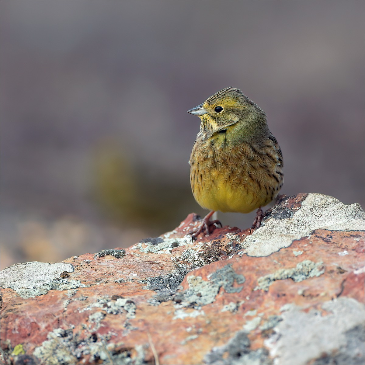 Yellowhammer (Geelgors