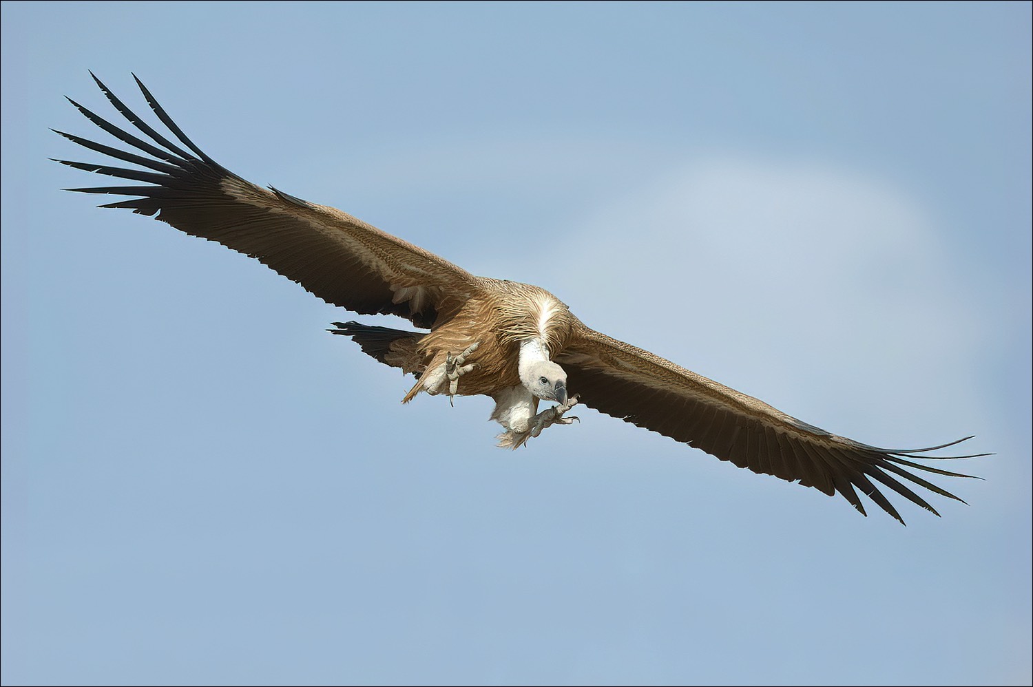 Grifon Vulture (Vale Gier)