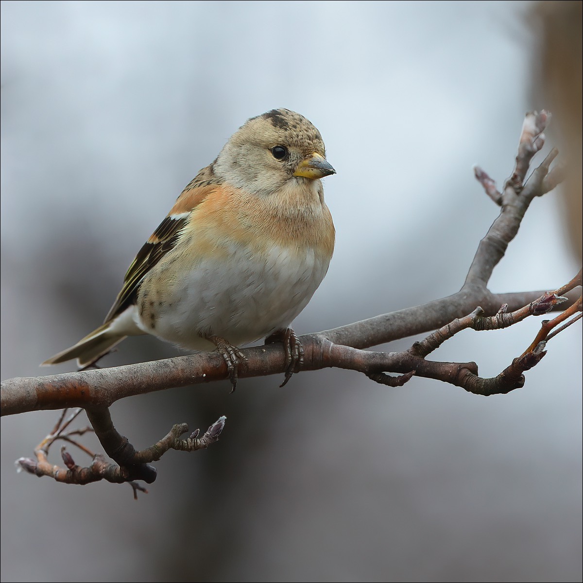 Brambling (Keep)