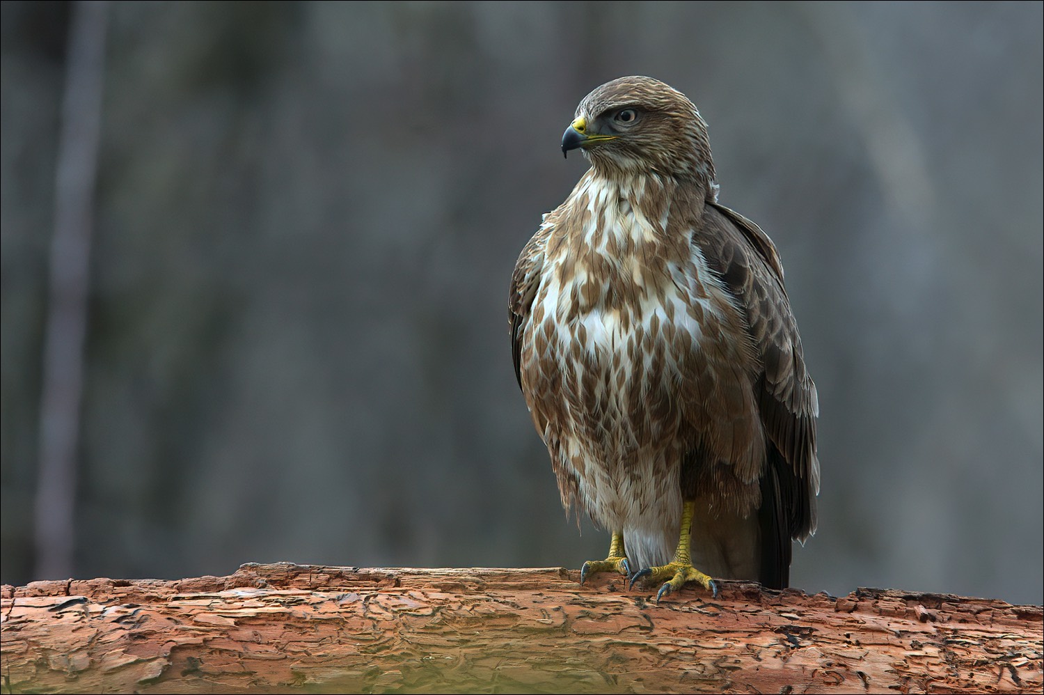 Common Buzzard (Buizerd)