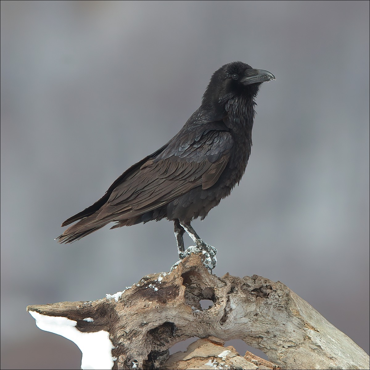 Raven (Raaf)
