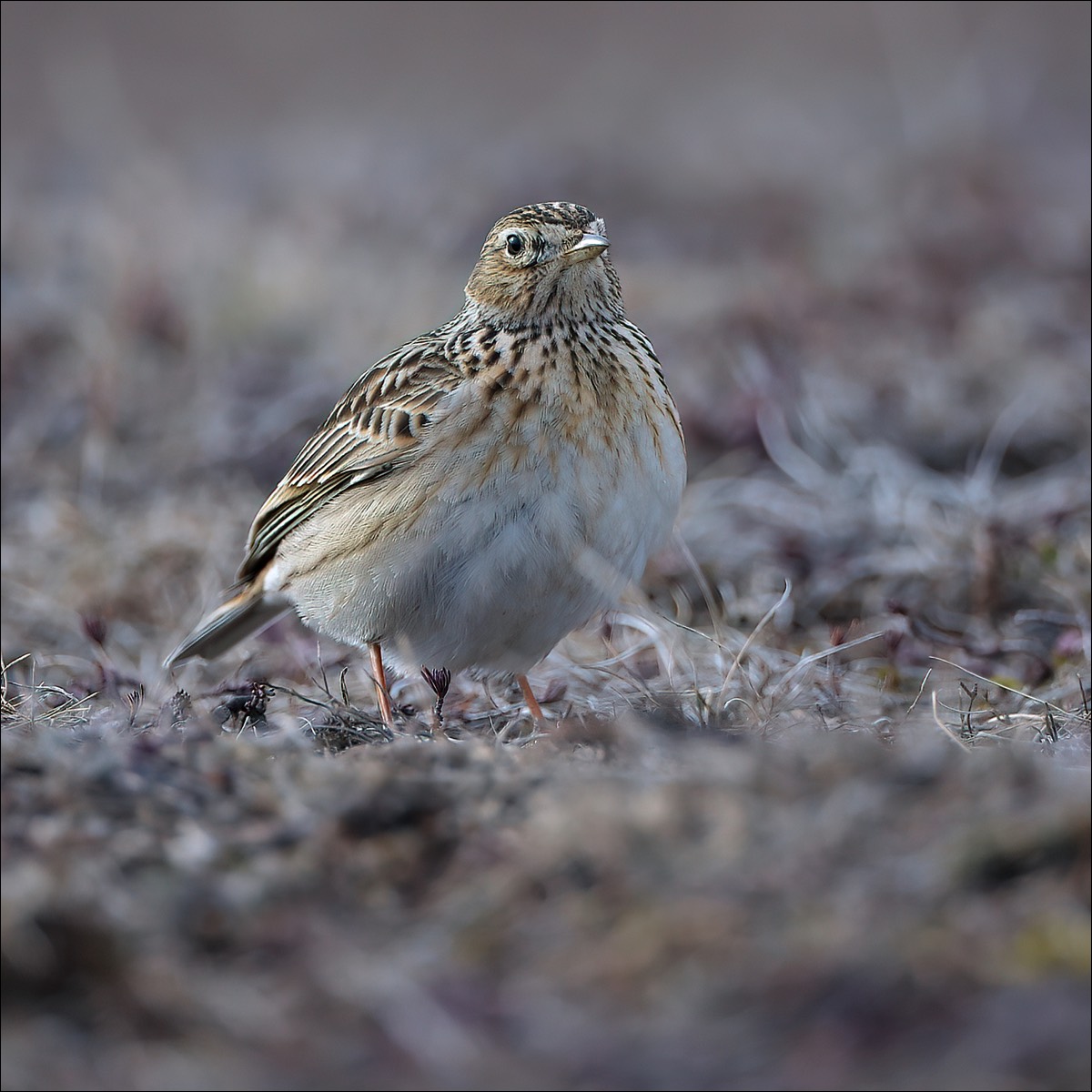 Eurasian Skylark (Veldleeuwerik)