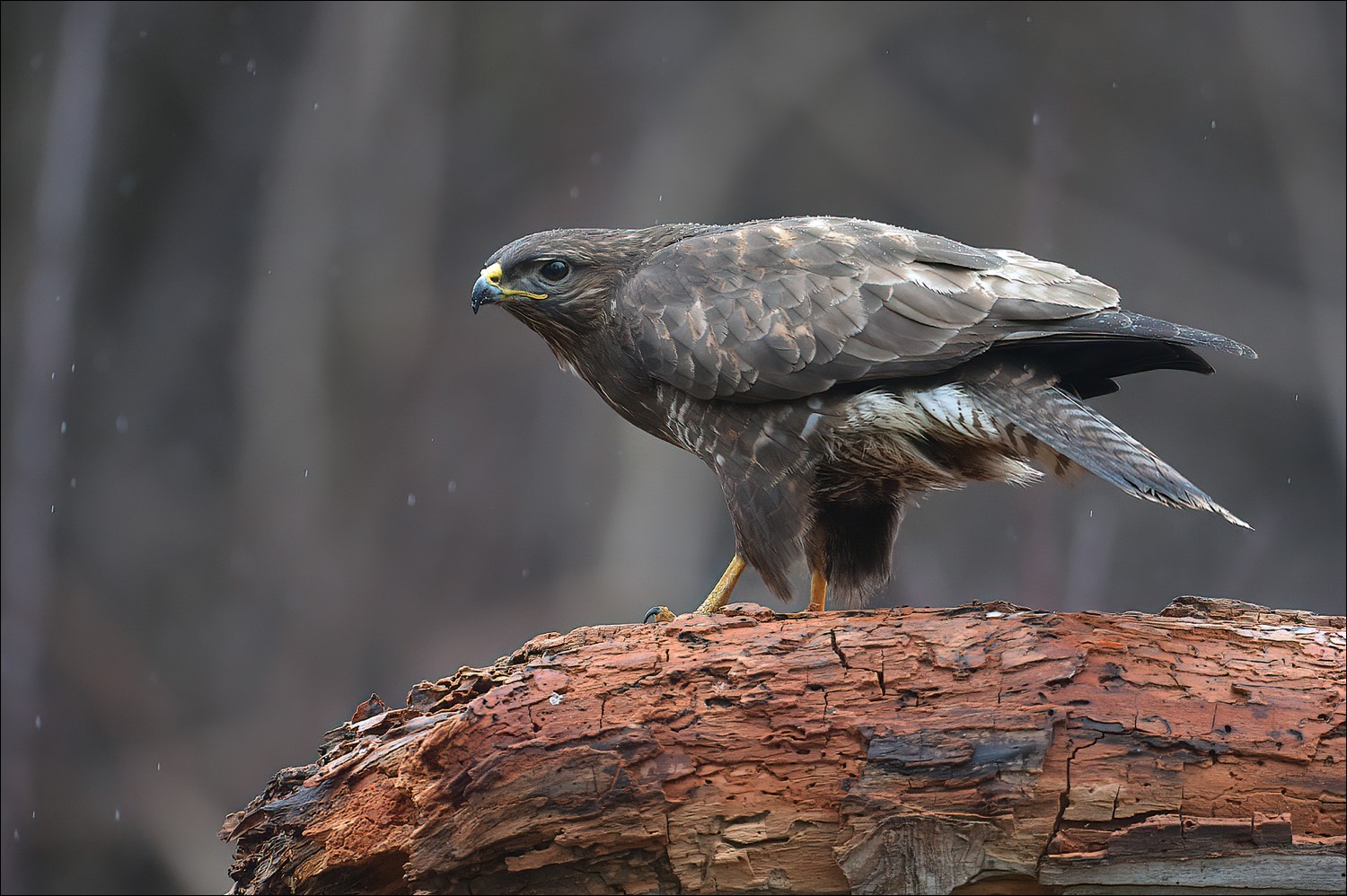 Common Buzzard (Buizerd)