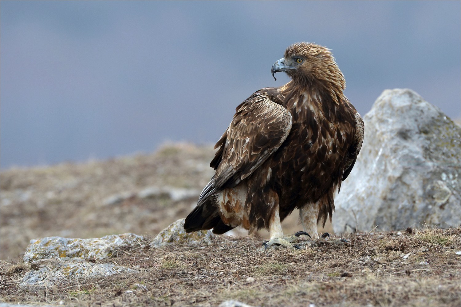 Golden Eagle (Steenarend)