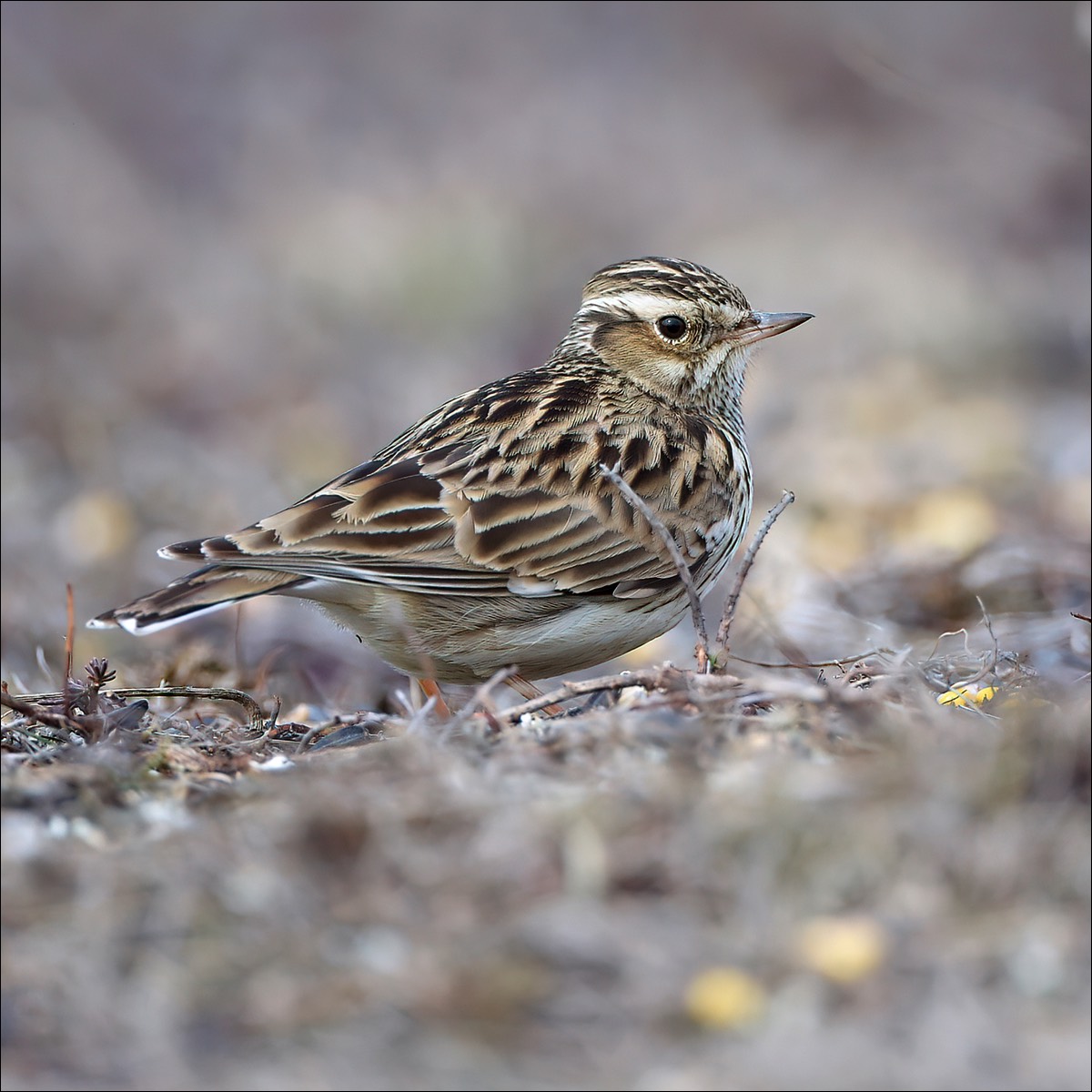 Woodlark (Boomleeuwerik)