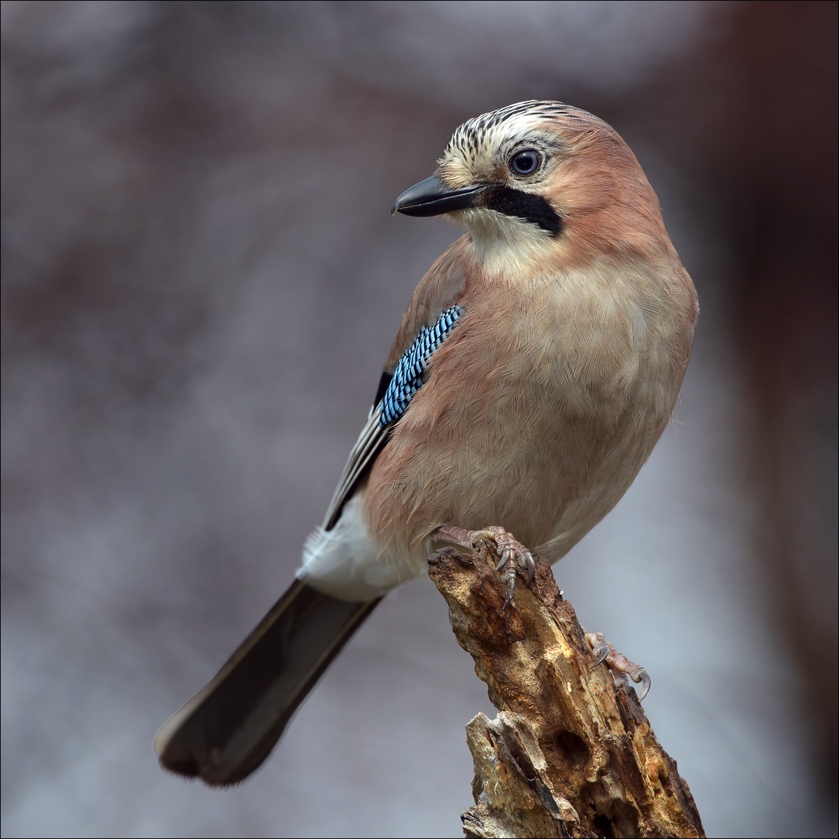 Eurasian Jay (Gaai)