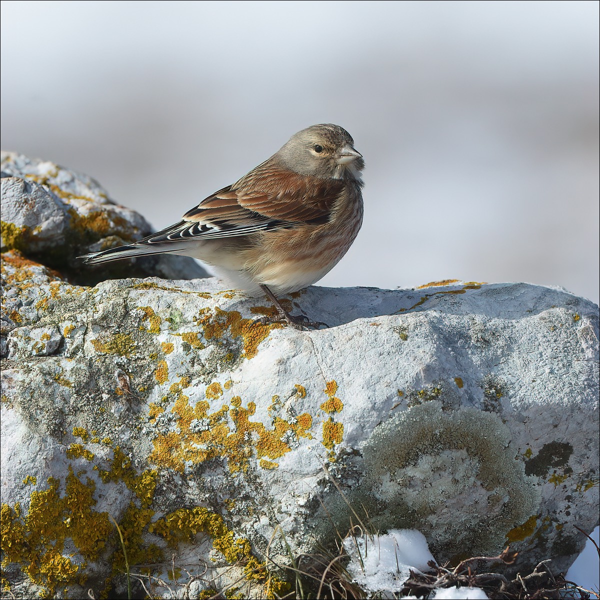 Linnet (Kneu)