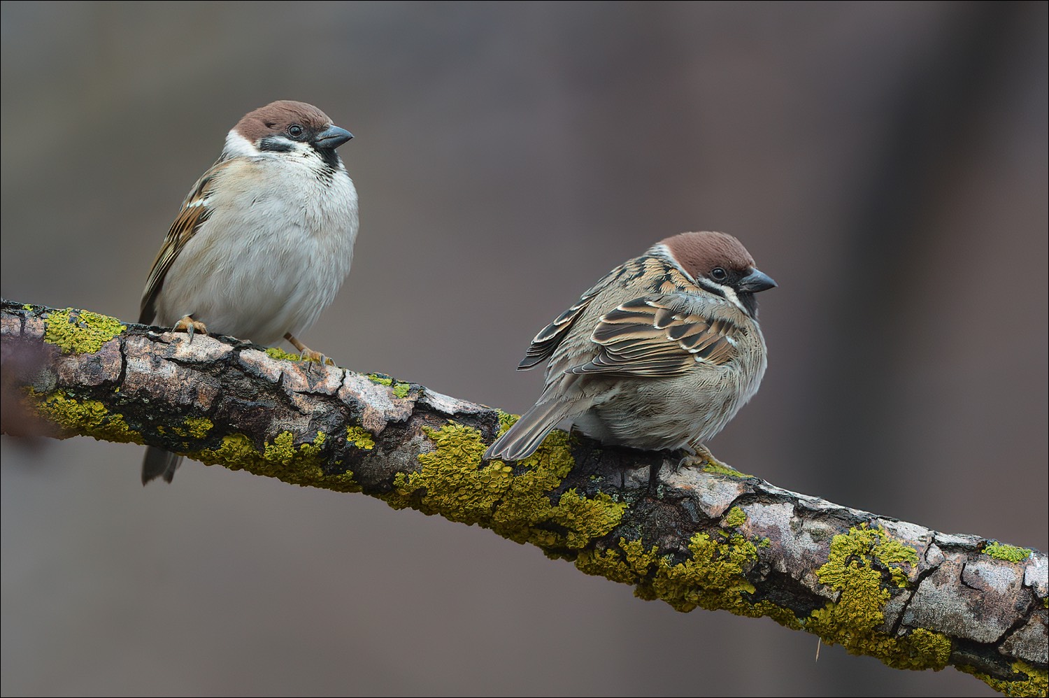 Tree Sparrow (Ringmus)