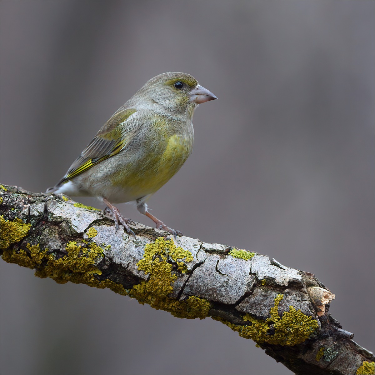 Greenfinch (Groenvink)