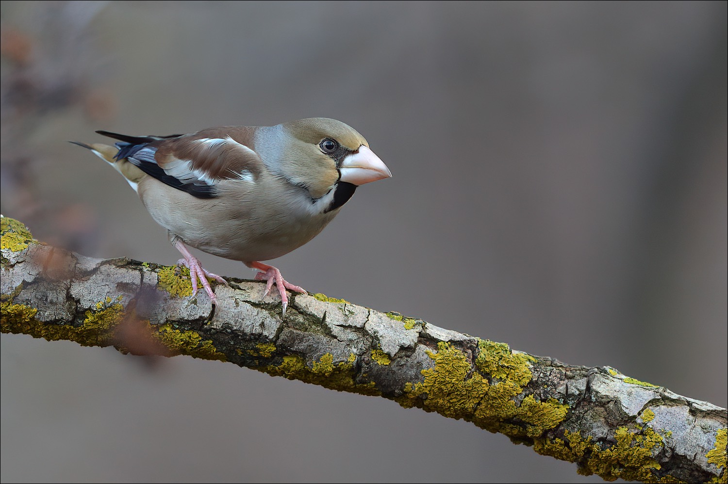 Hawfinch (Appelvink)