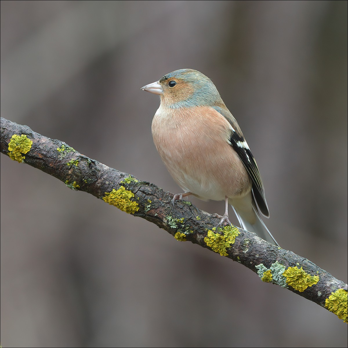 Chaffinch (vink)