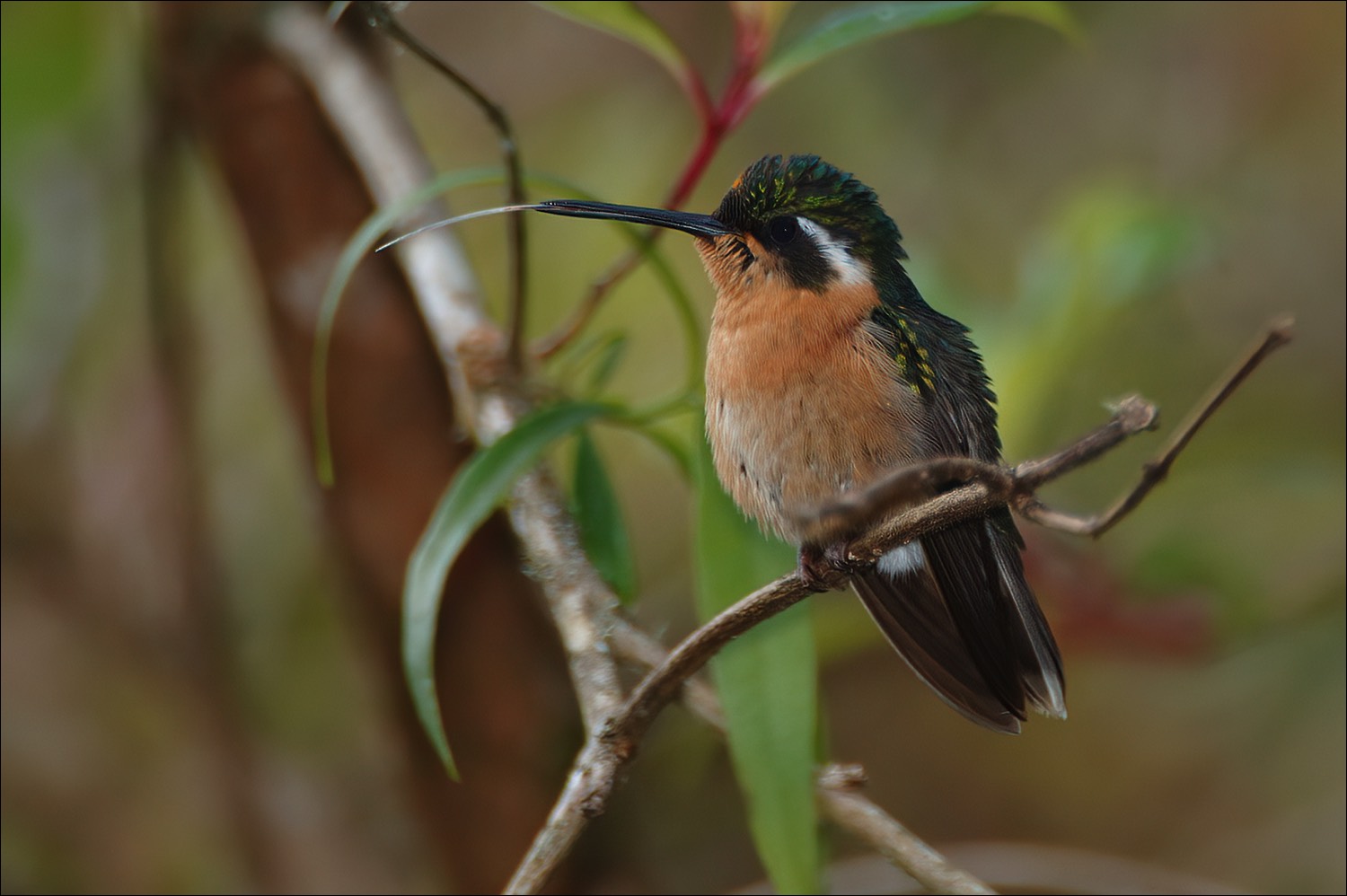 Purple-throated Mountain-gem (