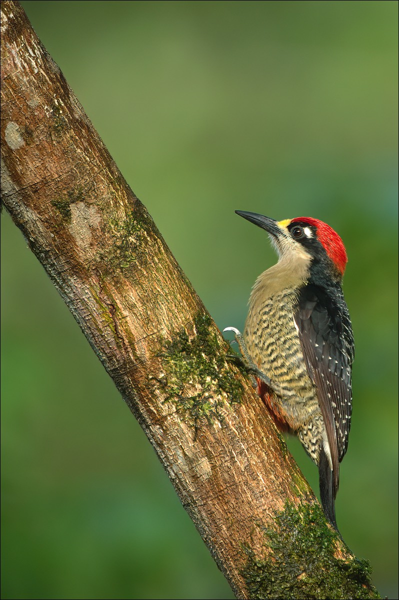 Black-cheeked Woodpecker (Zwartwangspecht)