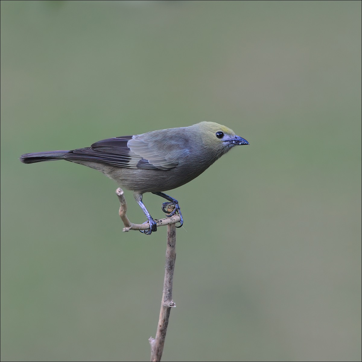 Palmtanager (Palmtangare)