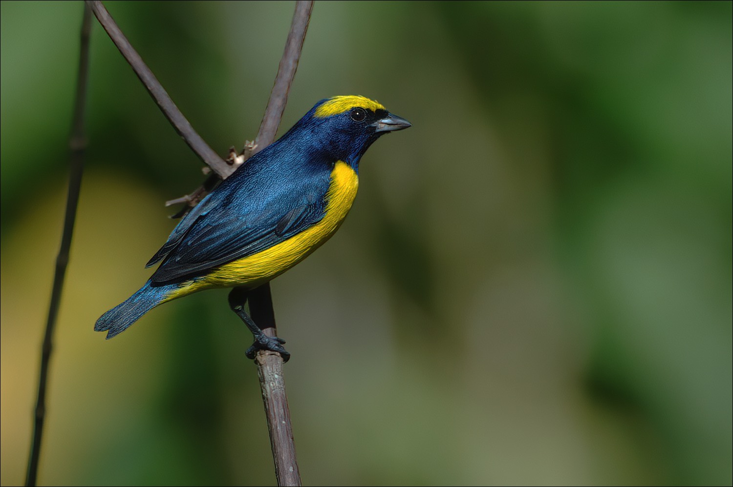 Yellow-crowned Euphonia (Geelkruinorganist)