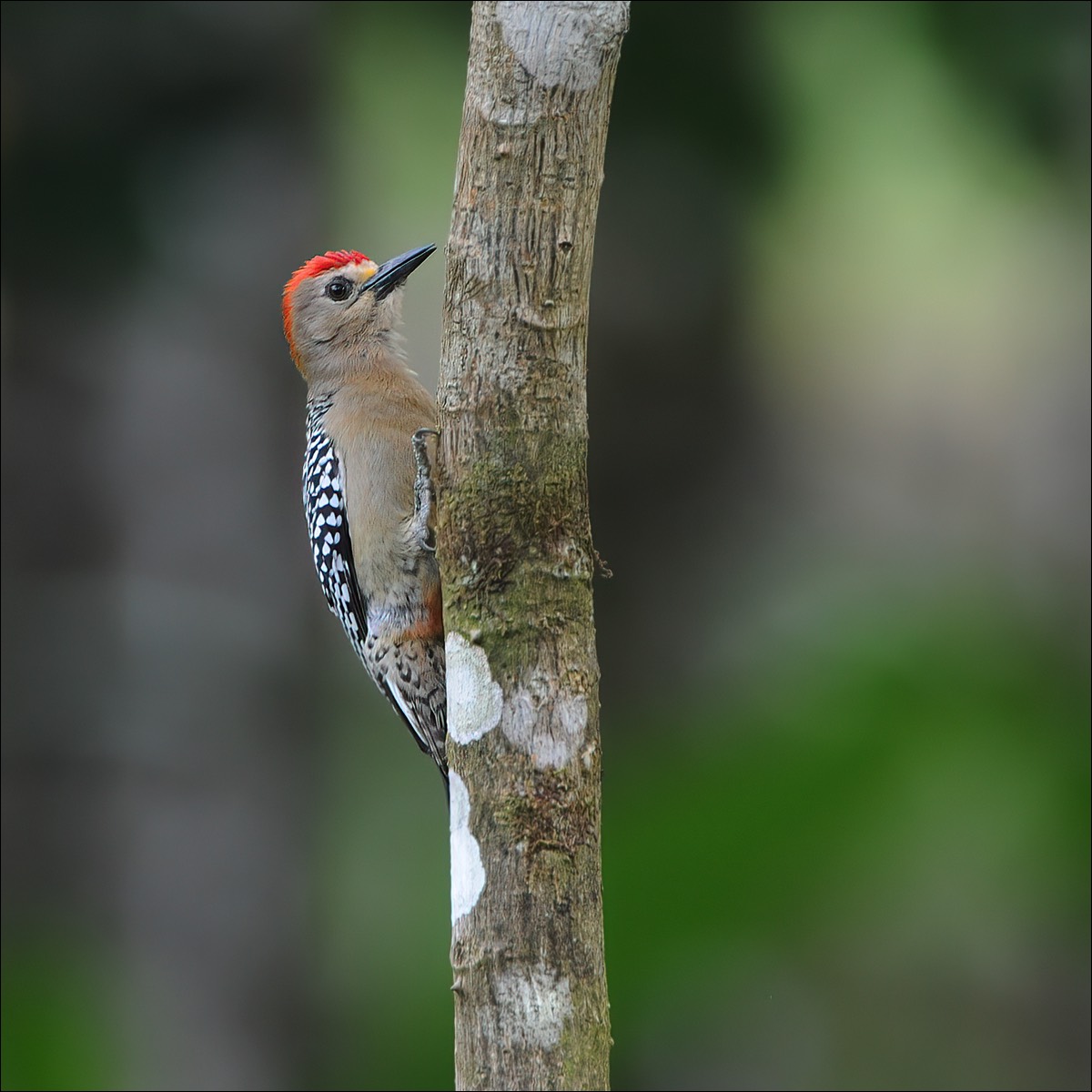 Red-crowned Woodpecker (Roodkruinspecht)