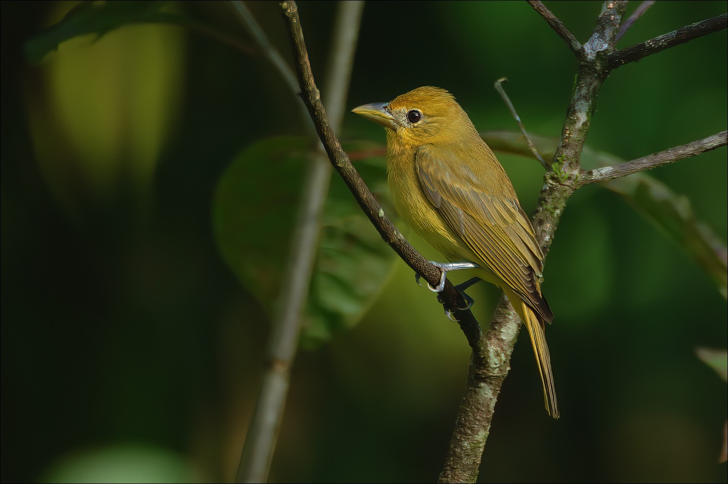 Summertanager (Zomertangare)