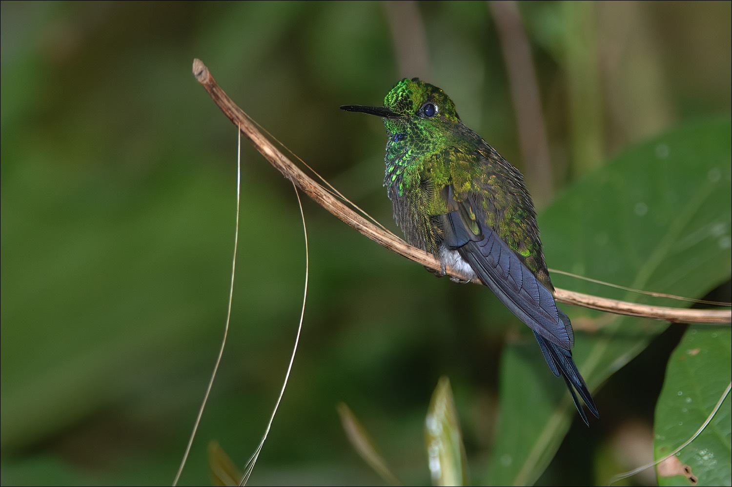 Green-crowned Briljant (Groenkruin-briljantkolibri)