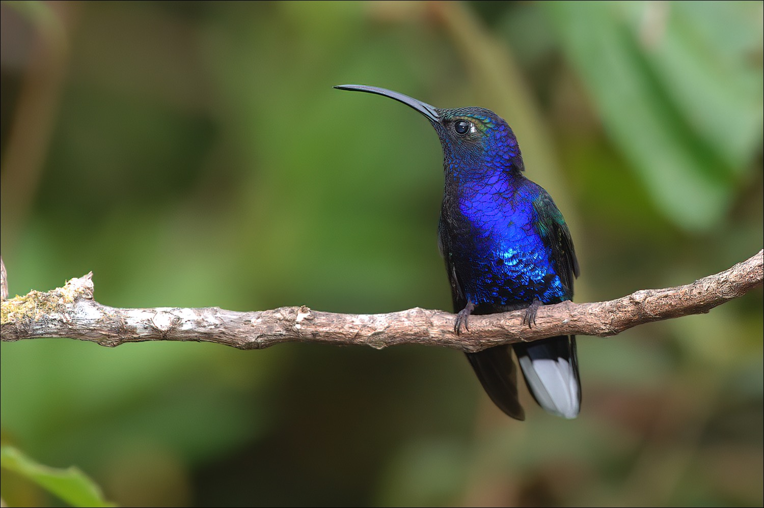 Violet Sabrewing (Violette Sabelvleugel)