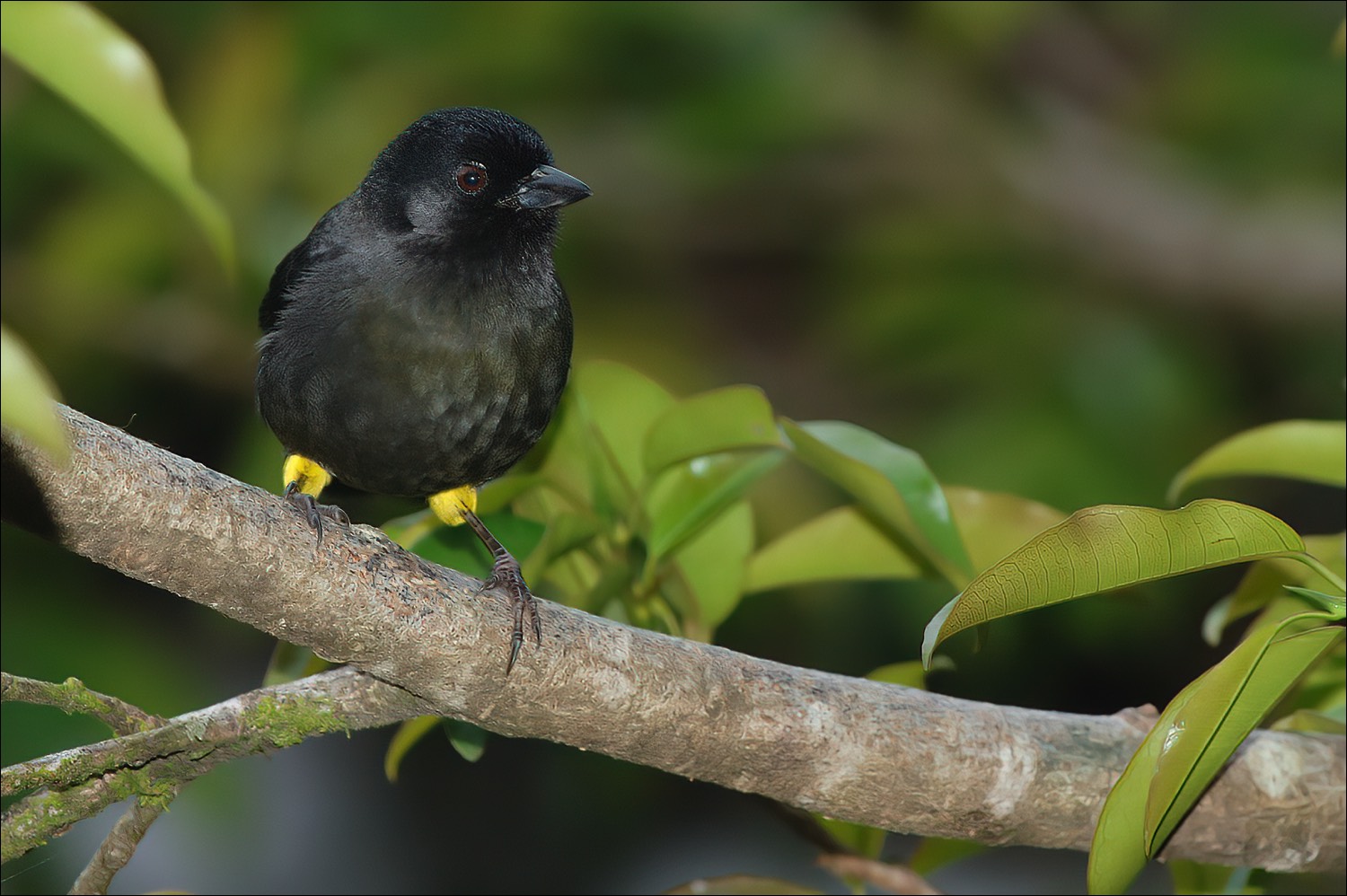 Yellow-tighed Finch (Geeldijstruikgors)