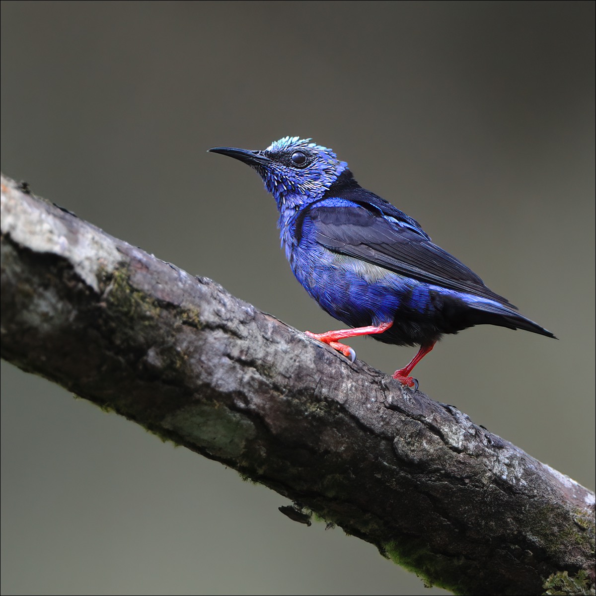 Red-legged Honeycreeper (Blauwe Suikervogel)