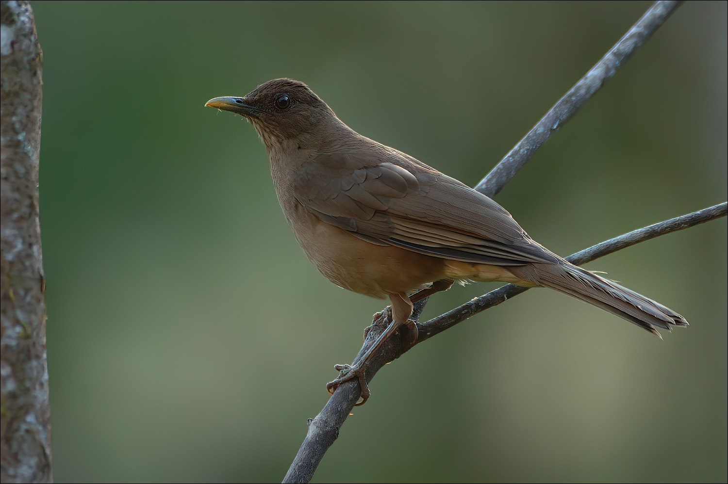 Clay-colored Thrush (Gray-lijster)