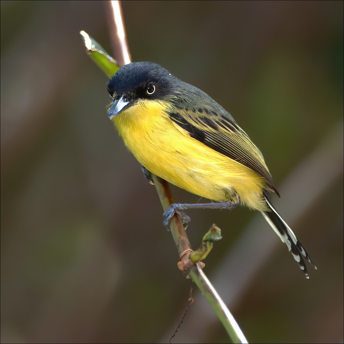 Common Tody-flycatcher (Geelbuik-schoffelsnavel)