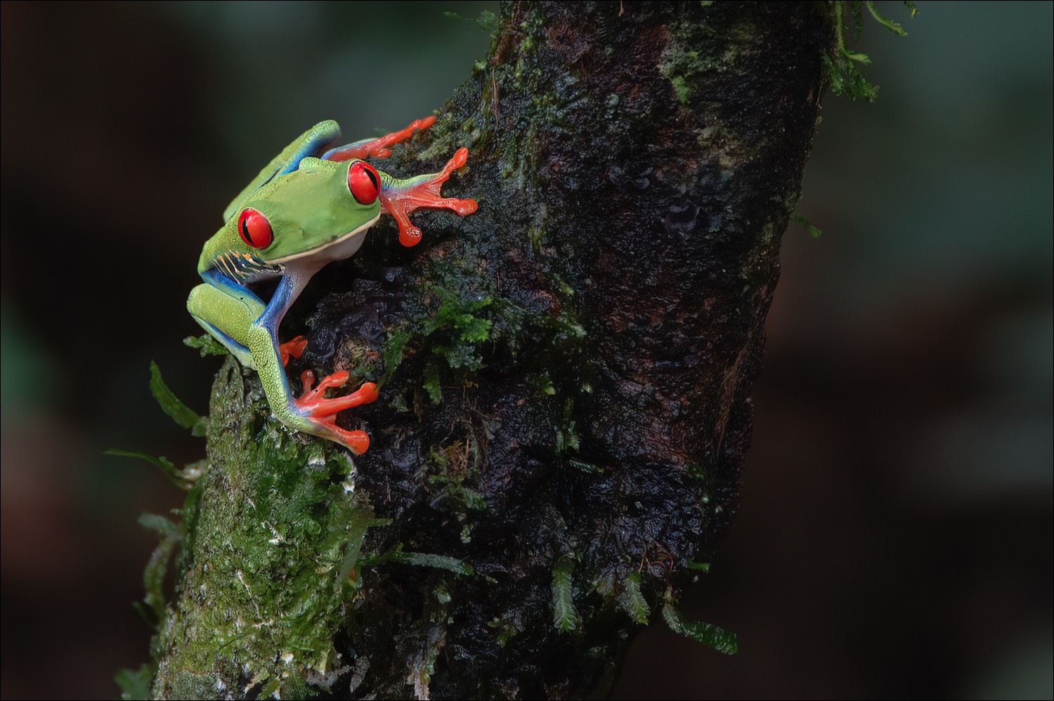 Red-eyed Treefrog (Roodoog-Makikikker)