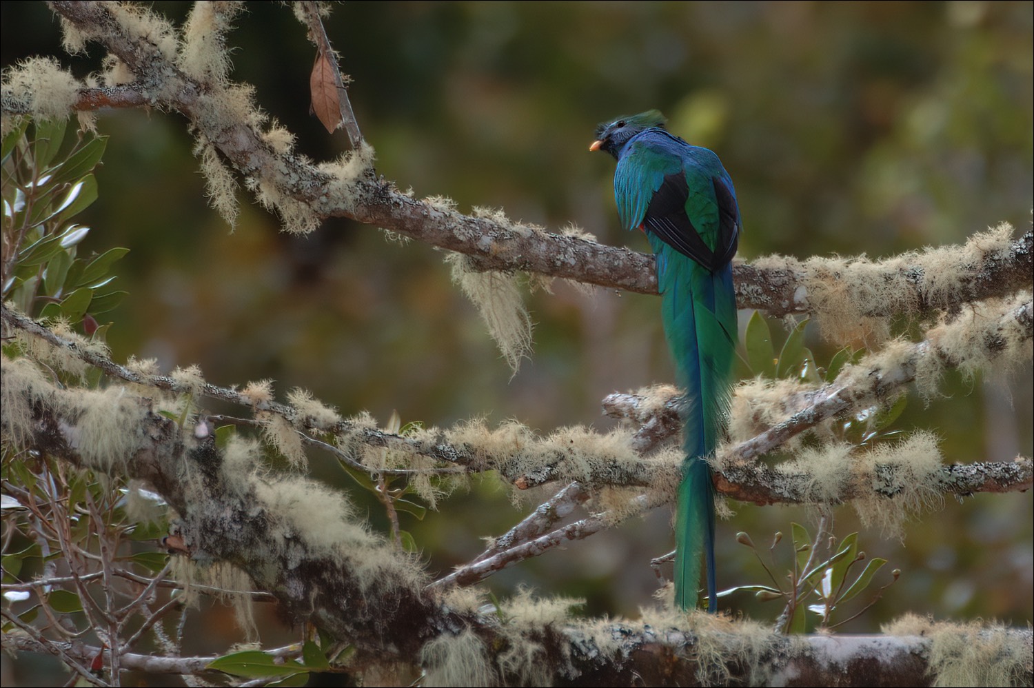 Resplendent Quetzal (Quetzal)