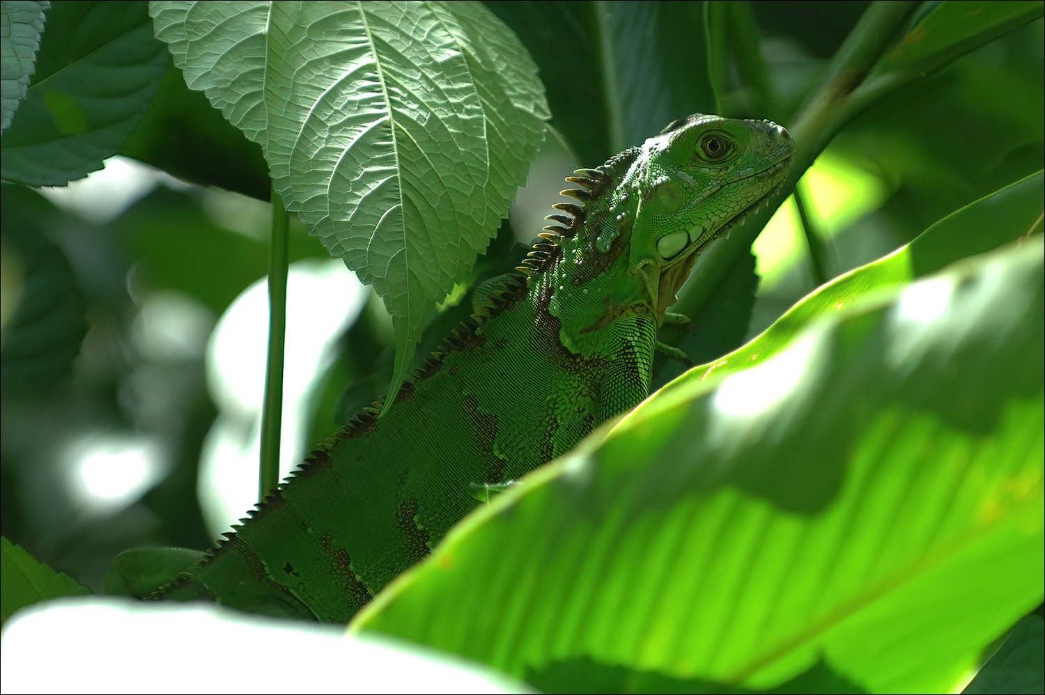 Green Iguana (Groen Leguaan)