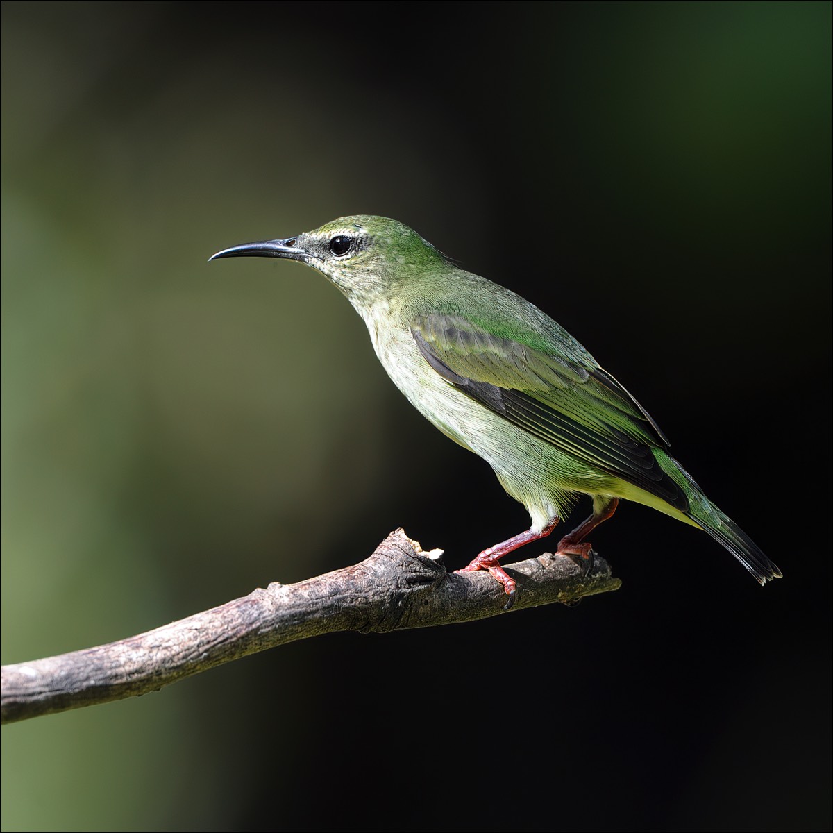 Red-legged Honeycreeper (Blauwe Suikervogel)